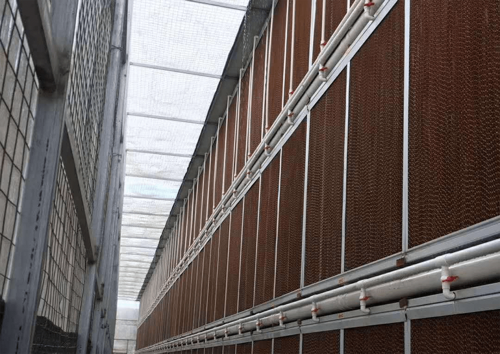 某养殖场水帘降温安装案例